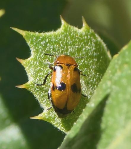 Réf. 232 050 : Coptocephala sp.